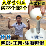 生海鸭蛋正宗72g/枚不熟不咸红心农家特产新鲜广西北海部湾红树林