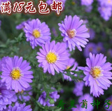 荷兰菊花种子 纽约紫菀 多年生花种子 阳台庭院盆栽植物种子