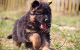 纯种赛级德国牧羊犬出售黑背德牧中型长短毛公母宠物狗德牧幼犬