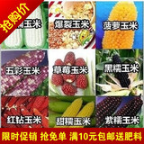 蔬菜种子四季种 玉米种子 菠萝 水果 草莓玉米 甜 黑 糯玉米盆栽