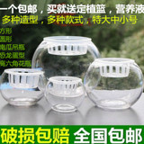 透明玻璃花盆 绿萝水培花瓶 圆方形花瓶简约水养植物器皿大号容器
