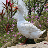 树脂花园庭院装饰户外摆件树脂居家工艺礼品园林景观仿真大白鸭子