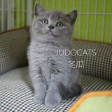 【JUDO CATS】CFA注册英国短毛猫蓝猫DD（冬瓜）蓝猫 已去新家