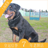 纯种罗威纳犬宠物狗狗活体幼犬母短毛上海爱家宠物训练学校A16