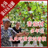 保真国家蔬菜研究中心827番茄树种子]农科院酸甜美观赏水果