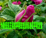 平阴玫瑰 苗  丰花一号 食用药用花苗 及观赏  花卉2年苗2棵起邮