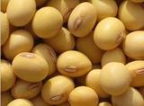 15山东农家自种新货 小黄豆 豆浆专用 非转基因 大豆有机五谷杂粮