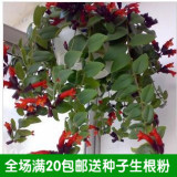 秒杀有氧植物室内办公室盆栽口红吊兰吸甲醛净化空气观花植物