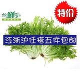 新鲜蔬菜 苦叶生菜 有机苦细叶狗牙菜 沙拉菜500g 江浙沪三斤包邮