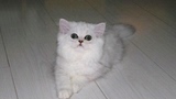 金吉拉 纯种 幼猫长毛猫 银渐层金吉拉 幼猫 宠物 活体