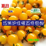 新鲜水果 夏日阳光 樱桃小番茄 黄圣女果 450g 江浙沪5件包邮