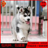 赛级哈士奇犬幼犬出售纯种哈士奇幼犬宠物狗活体家养二哈包邮0226