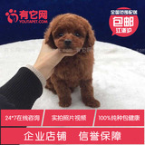 有它网出售茶杯宠物狗灰色红玩具活体泰迪狗巨型贵宾纯种幼犬1
