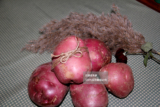 乌兰察布新鲜红皮土豆马铃薯绿色农家自产（口感沙面5斤包邮）