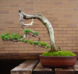 怡景园 日本中品福岛五针松 松柏盆景 微型盆栽高档礼品 一物一拍