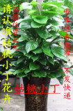 青岛专车送，枯桃花卉绿萝柱，大盆栽绿萝柱，净化空气，吸甲醛