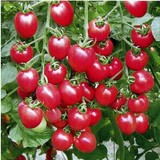 台湾俏美人红樱桃番茄种子阳台四季播种 秋冬季蔬菜种子 圣女果