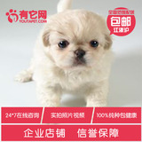 有它网 宠物狗狗赛级北京犬纯种小体京巴狗幼犬白色出售1