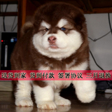 纯种红色巨型阿拉斯加犬狗雪橇犬幼犬出售熊版家养宠物狗活体L88