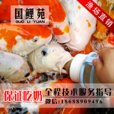 特价批发纯种日本锦鲤吃奶鱼活体喂奶鱼苗奶嘴鱼宠物鱼观赏鱼包活