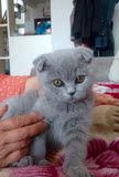 宠物小猫咪纯种英国短毛猫英短蓝猫立耳折耳活体幼猫幼崽宠物猫6