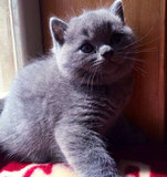 【纯种英短】CFA猫舍高品质英短蓝猫 赛级血统包子脸英国短毛猫