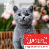 【伊甸园名猫】蓝猫英短宠物猫 英国短毛猫 蓝色 幼猫母 纯种猫