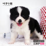 韩城犬业宠物狗纯种边境牧羊犬边牧幼犬活体出售赛级双血统出售2U