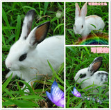 可爱白花兔活泼宠物兔小白兔活体自家养殖包活包健康疫苗熊猫兔