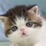 加菲猫出售cfa纯种加菲猫宠物异短猫梵文加菲猫棕白种公DD