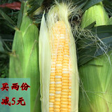 云南特产 水果玉米 新鲜玉米棒甜玉米农家玉米棒有机种植4斤包邮