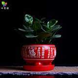 多肉肉植物陶瓷花盆仙人球芦荟花器室内个性创意盆栽批发包邮