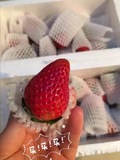 2015特卖鲜草莓 浙中蔬果基地自产无公害有机草莓 红颜奶油草莓！