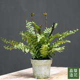 台湾晶华造花 迷你仿真植物假盆栽花卉室内绿色绿植小摆设装饰品