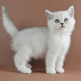 英短加白银渐层 渐进层 纯种猫 宠物猫咪活体 幼猫出售