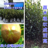批发江西长林4号高产嫁接油茶苗木优质良种树苗当年结果品种正宗