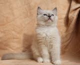 CFAi注册猫舍纯种布偶猫赛级蓝手套妹妹幼猫带CFA证
