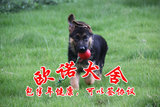 广州出售德国牧羊犬幼犬 大型弓背黑背宠物小狗狗活体包纯种