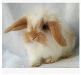 南京同城纯种极品垂耳兔活体兔宝宝宠物兔折耳兔兔子活体包邮包活
