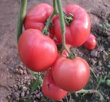 农家自种新鲜蔬菜 有机番茄 露天西红柿 自然熟不催红