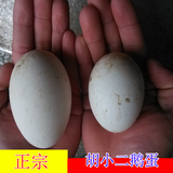 农家散养鹅蛋新鲜土鹅蛋处子鹅蛋原生态放养新鲜鹅蛋孕妇