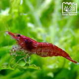 百草园水族馆 精选优质樱花虾 5只/组 水草缸除藻观赏虾宠物活体