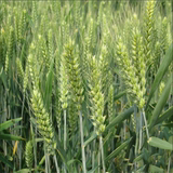 甘肃庆阳新货小麦优质杂粮有机小麦自家种植五谷杂粮种子包邮