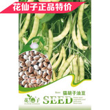 c134猫胡子油豆种子 猫草宠物猫用绿色阳台植物盆栽15粒