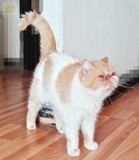 宠物猫咪/成猫/纯种红虎斑加白加菲猫MM（种母）