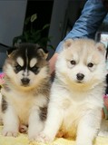 纯种血统赛级哈士奇犬幼犬 出售黑色双蓝眼哈士奇雪橇犬宠物狗080