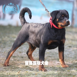 纯种赛级罗威纳幼犬大型犬大骨骼工作犬纯种狗狗德国大型护卫犬