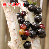 台湾嘉宝果树苗 树葡萄苗盆栽 五年苗当年结果 果树苗包成活