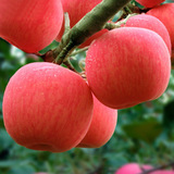 新鲜水果陕西洛川红富士苹果高原红富士胜阿克苏冰糖心6斤包邮