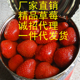 砀山四羐正品出口韩国文425蛋糕烘焙草莓水果罐头整箱12罐包邮厂